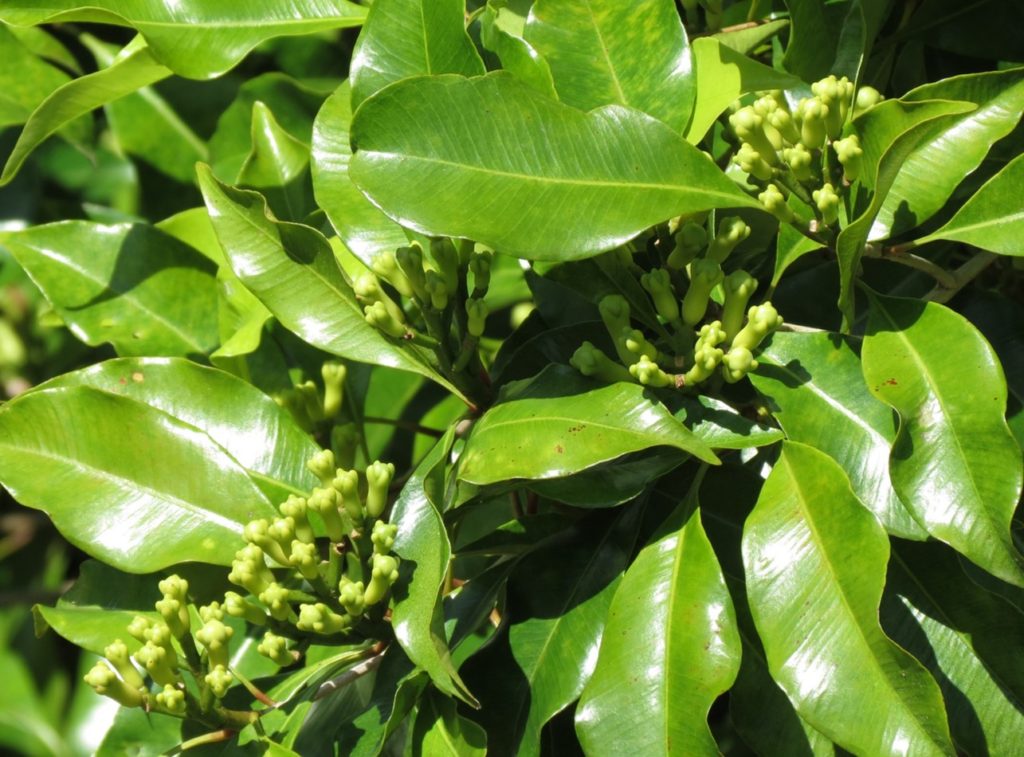 Money grows on clove trees in Sulawesi Forests, Trees and Agroforestry