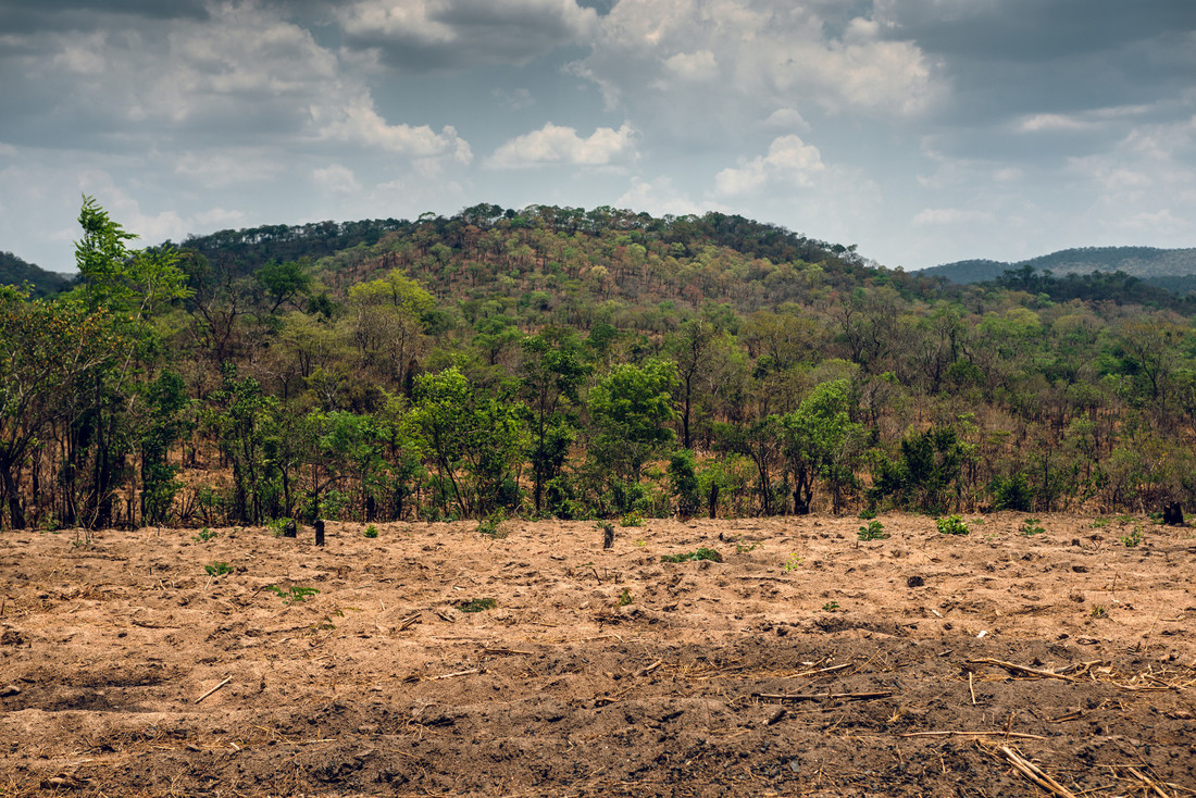 Passion first, research later? A case study of Zambia’s mukula tree