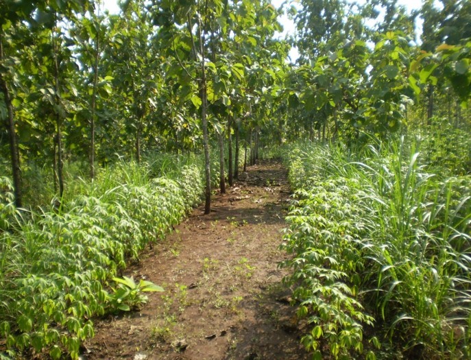 The significance of planted teak for smallholders Forests, Trees and