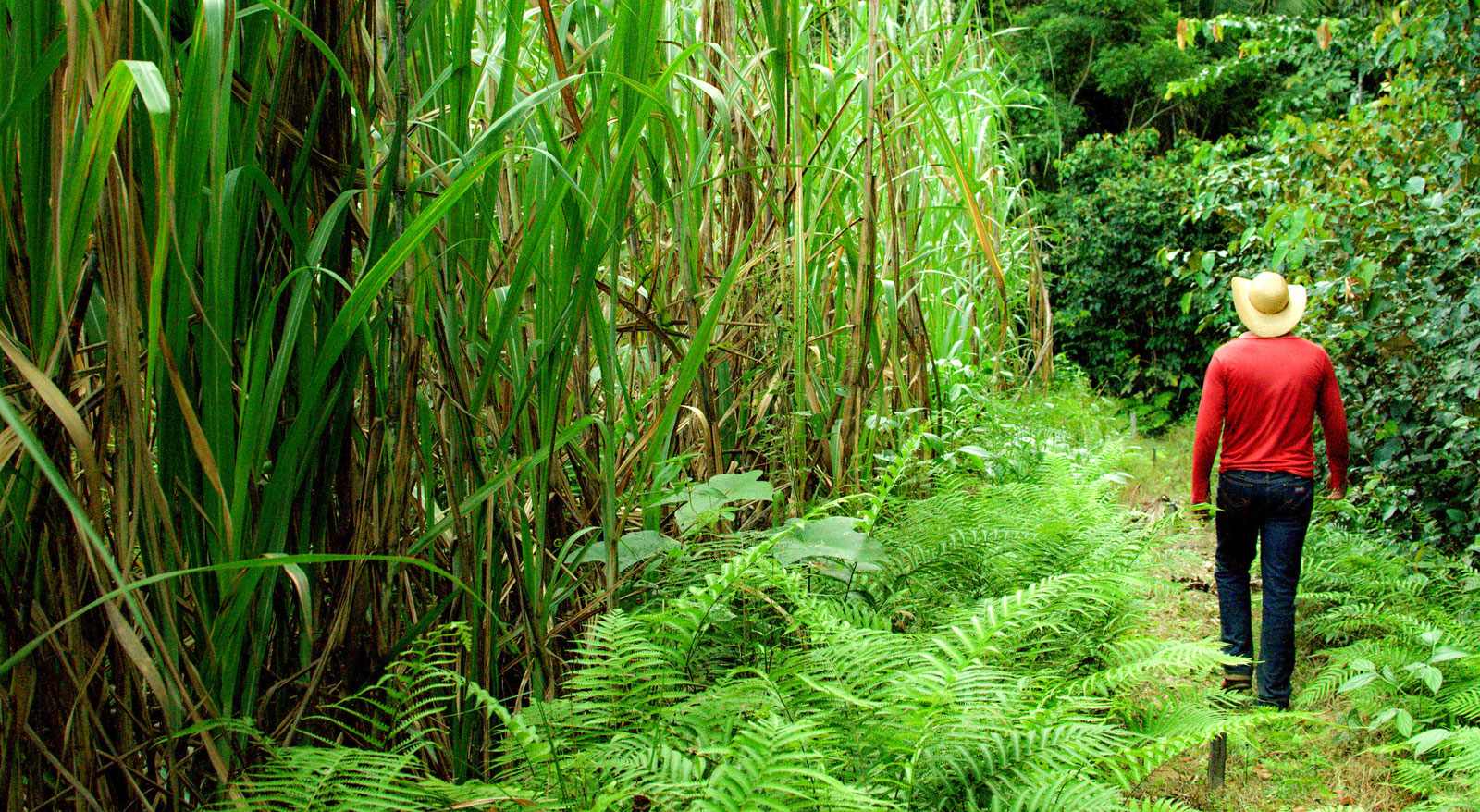 Сахарный тростник сбор. Сахарный тростник в Бразилии. Растение Индии сахарный тростник. Плантации сахарного тростника в Бразилии. Плантация сахарного тростника в Индии.