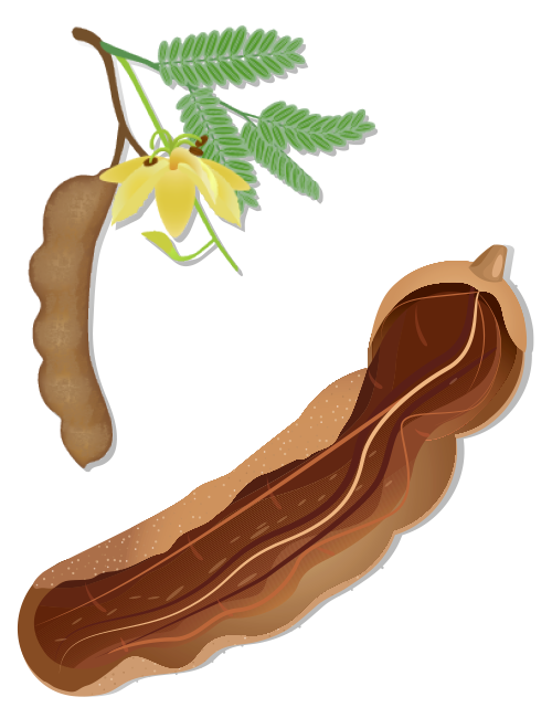 https://www.foreststreesagroforestry.org/wp-content/uploads/2021/04/Tamarind-Fruit.png