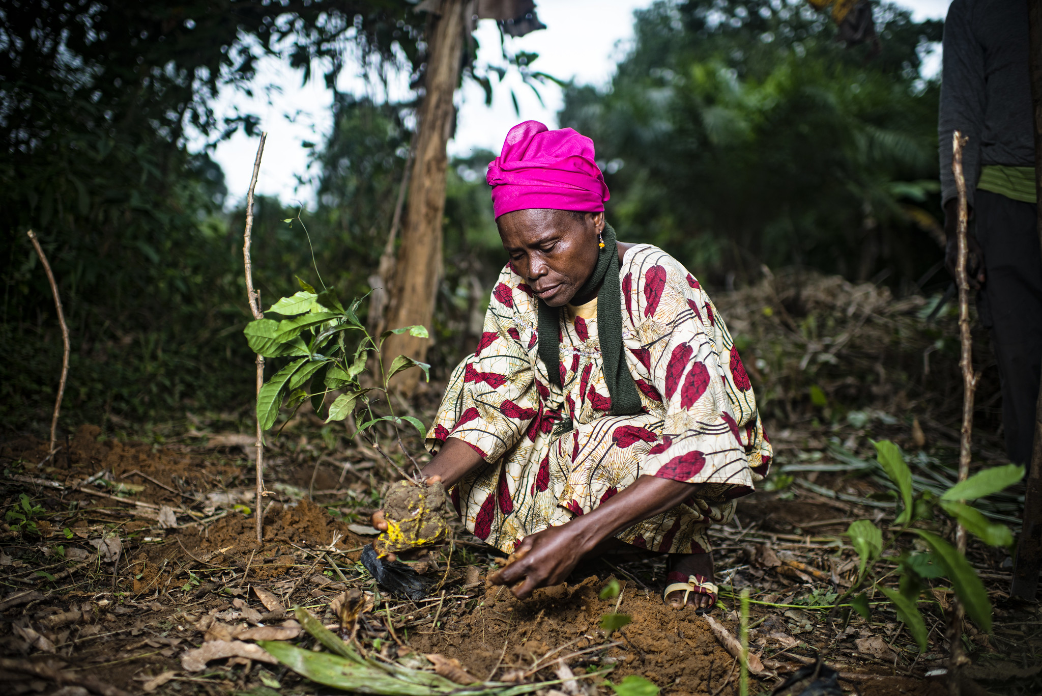 Collecting Gnetum (okok) in the village of Minwoho, Lekié, Center Region, Cameroon.  Photo by Ollivier Girard/CIFOR