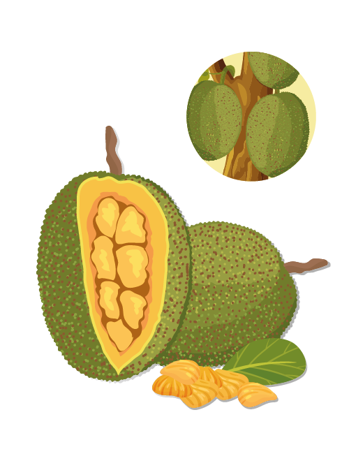 https://www.foreststreesagroforestry.org/wp-content/uploads/2021/11/Jackfruit_fruit.png